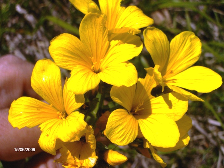 Linum capitatum subsp. serrulatum